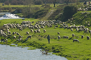 transhumance, alzano lombardo, italy