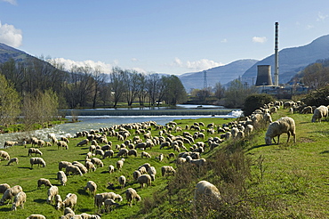 transhumance, alzano lombardo, italy