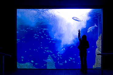 Acquario di Cala Gonone, Dorgali, Provincia di Nuoro, Sardinia, Italy