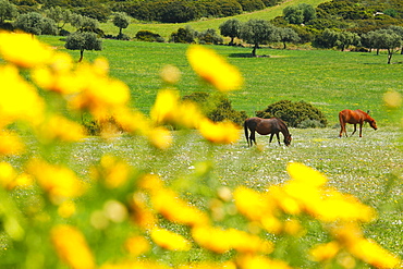 Capo Ferrato, Costa Rei. Muravera (CA), Sardinia, Italy, Europe