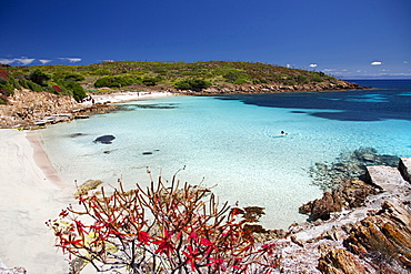 Cala Ponzesi beach, Cala Sabina, Asinara island, Porto Torres, Sardinia, Italy, Europe