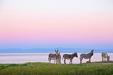 Donkeys, Asinara island, Porto Torres, Sardinia, Italy, Europe