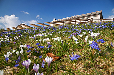 flowering at Cornafessa alp in Lessini mountain, Lessinia, Trentino, Italy, Europe