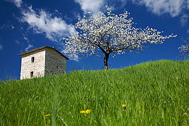 flowering cherry tree n Lessinia plateau, Lessini mountain, Veneto, Italy, Europe, 