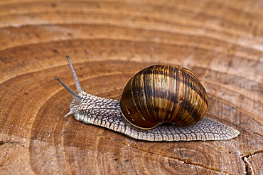 snail on a section of wood, Trentino, Italy, Europe