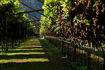 Pinot gray bunch of grapes Vallagarina, Trentino, Italy, Europe