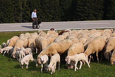 shepherd with his flock of sheep at Viote of Bondone mountain, Trentino, Italy, Europe