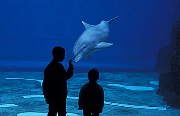 Children and dolphins, Aquarium, Genoa, Liguria, Italy