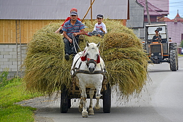 Countryman, Humorolui, Bucovina, Romania, Europe