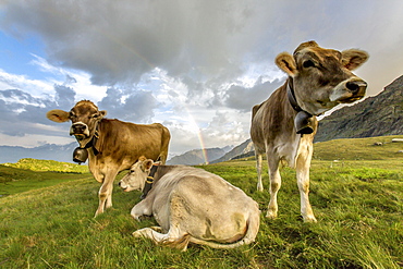 The rainbow frames the cows grazing in the green pastures of Campagneda Alp, Valmalenco, Valtellina Lombardy, Italy, Europe