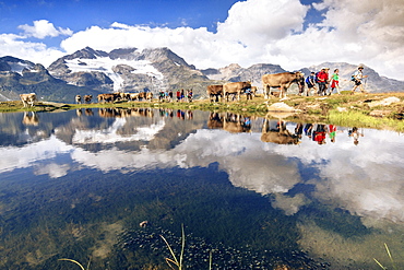 Hikers and cows on the shore of the lake where peaks and clouds are reflected, Bugliet Valley, Bernina, Engadine, Switzerland, Europe