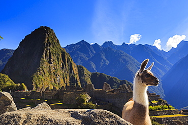 Llama at the iconic archeological site of Machu Picchu in the Cusco Region, Urubamba Province, Machupicchu District, Peru, South America