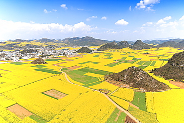 Rapeseed flowers of Luoping, Yunnan, China