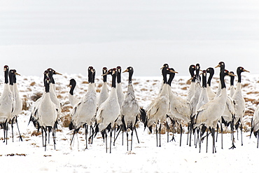 Black necked crane (Grus nigricollis) on Da Shan Bao in Yunnan, China