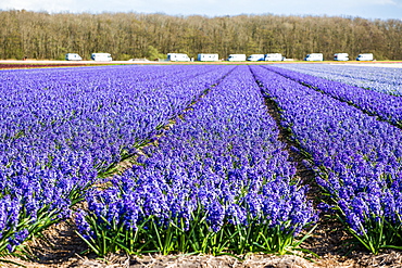 Tulips in Lisse, Netherlands, Europe