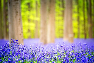 Beech forest full of blue bells flowers, Hallerbos, Halle, Vlaams Gewest, Brussels, Belgium, Europe