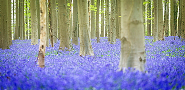 Beech forest full of blue bells flowers, Hallerbos, Halle, Vlaams Gewest, Brussels, Belgium, Europe