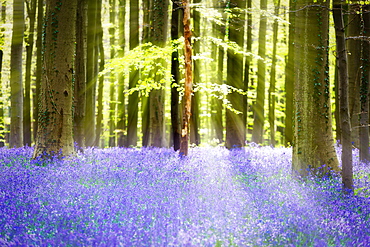 Beech forest full of blue bells flowers, Hallerbos, Halle, Vlaams Gewest, Brussels, Belgium, Europe