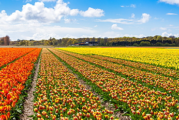 Tulips in Lisse, Netherlands, Europe