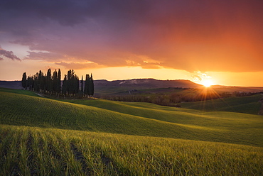 Countryside, San Quirico d'Orcia, Val d'Orcia, Tuscany, Italy, Europe