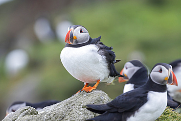 Atlantic Puffin (Fratercula arctica) in a puffinry on Mykines, part of the Faroe Islands in the North Atlantic, Denmark, Northern Europe