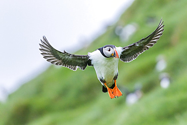 Landing in a colony. Atlantic Puffin (Fratercula arctica) in a puffinry on Mykines, part of the Faroe Islands in the North Atlantic, Denmark, Northern Europe