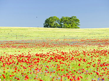 Field with poppy and conrflowers in the  Usedomer Schweiz on the island of Usedom.    Europe,Germany, Mecklenburg-Western Pomerania, Usedom, June