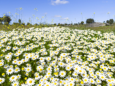 Scentless false mayweed (scentless mayweed, scentless chamomile, wild chamomile, mayweed, false chamomile, Baldr's brow , Tripleurospermum maritimum), meadow near Marvao.  Europe, Southern Europe, Portugal, Alentejo