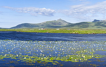 Landscape on the island of  South Uist (Uibhist a Deas) in the Outer Hebrides. Pond with Nymphaea alba, also known as the European White Waterlily, White Lotus, White Water Rose or Nenuphar. Europe, Scotland, June