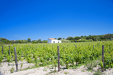 Cantina Tanca Gioia, Carloforte, Island of San Pietro, Sardinia, Italy, Europe