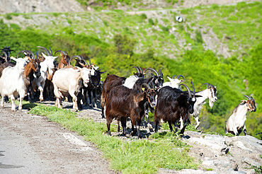 Goats on the Road D71, Saint Andrea di Cotone and Felce zone, Corsica, France, Europe