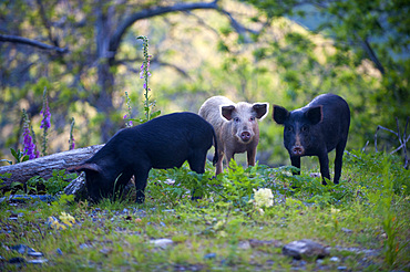 Wild domestic pigs on the Road D71, Saint Andrea di Cotone and Felce zone, Corsica, France, Europe