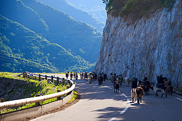 Goats on the Road D71, Valle DAlesani, Corse, France, Europe