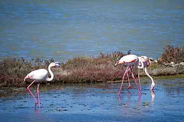 Flamingos; Is Solinas Beach, Masainas, Sardinia, Italy, Europe