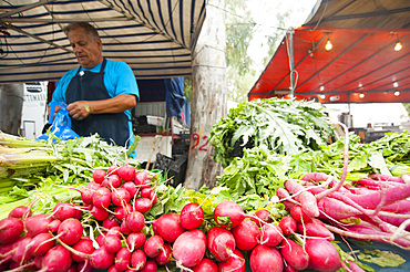 Radishes, Sardinia, Italy, Europe