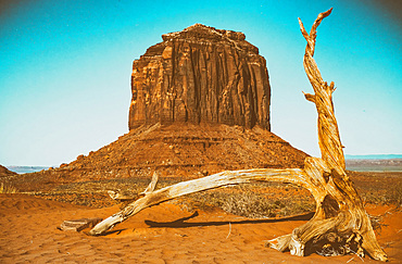 Dead tree in Monument Valley.