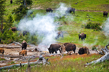 A herd of bison moving along the Yellowstone National Park, Wyoming, USA.