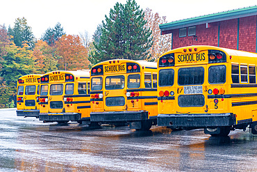 Row of school buses aligned and parked.