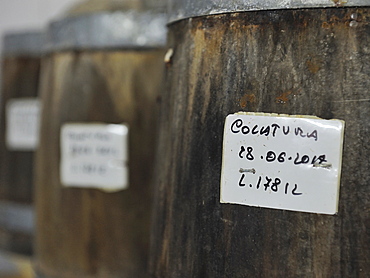 Preparation of anchovy sauce called Colatura di alici, a fish sauce for pasta typical of Cetara village, Amalfi Coast, Campania, Italy, Europe