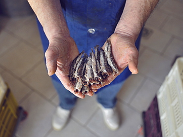 Preparation of anchovy sauce called Colatura di alici, a fish sauce for pasta typical of Cetara village, Amalfi Coast, Campania, Italy, Europe