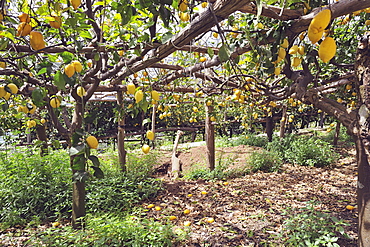 Lemon garden in Maiori, the Protected Geographical Indication contributed both to the enhancement of this precious citrus and to the hydrogeology protection of this area, Amalfi Coast, Campania, Italy