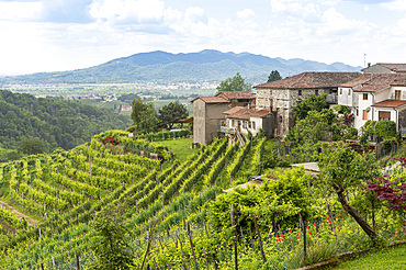 village view and vineyards, san pietro di barbozza, italy