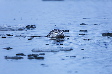 Some seals in Jˆkuls·rlÛn glacier lagoon, Iceland, North Atlantic Ocean