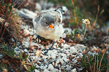 Funny birds searching for eating in the Abruzzo National Park, Italy, Europe