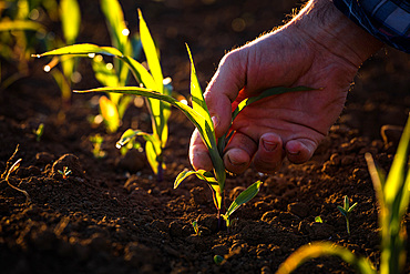 Farmer touching his crop with his hand, Italy, Europe