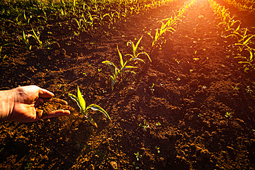 A farmer sprinkles his plants with soil, Italy, Europe