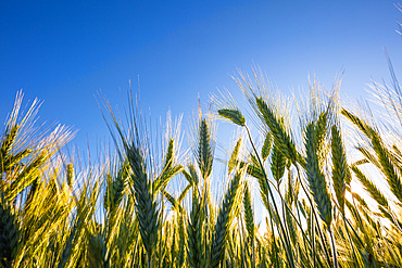 A beautiful green wheat field grows during a sunny day, Italy, Europe