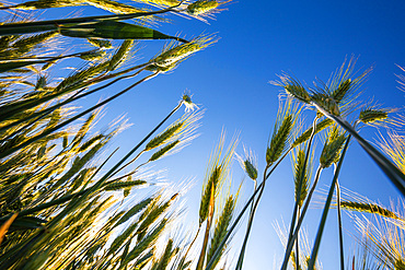 A beautiful green wheat field grows during a sunny day, Italy, Europe