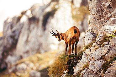 Wild chamois in Abruzzo, Apennines, Italy, Europe