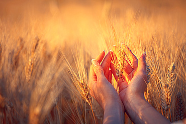 A young woman's hand touching some ear of corns in a wheat field. Young girl in a concettual scene, Italy, Europe